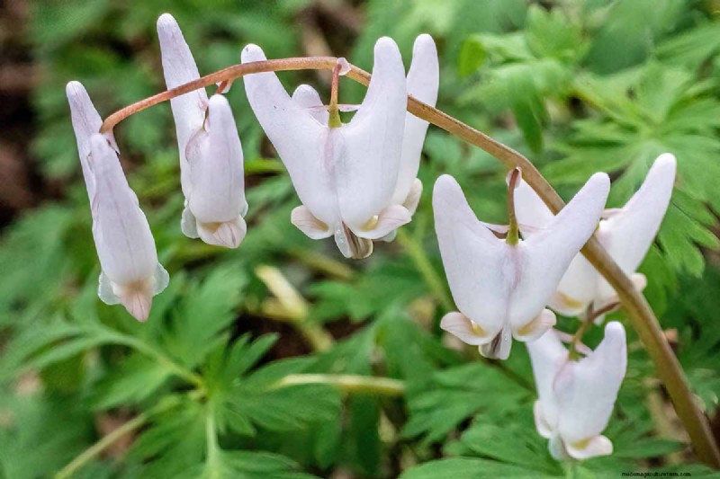 Wachsende Holländerhosen (Dicentra cucullaria):Ein Leitfaden für Anfänger 