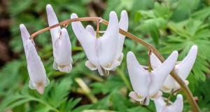 Wachsende Holländerhosen (Dicentra cucullaria):Ein Leitfaden für Anfänger 