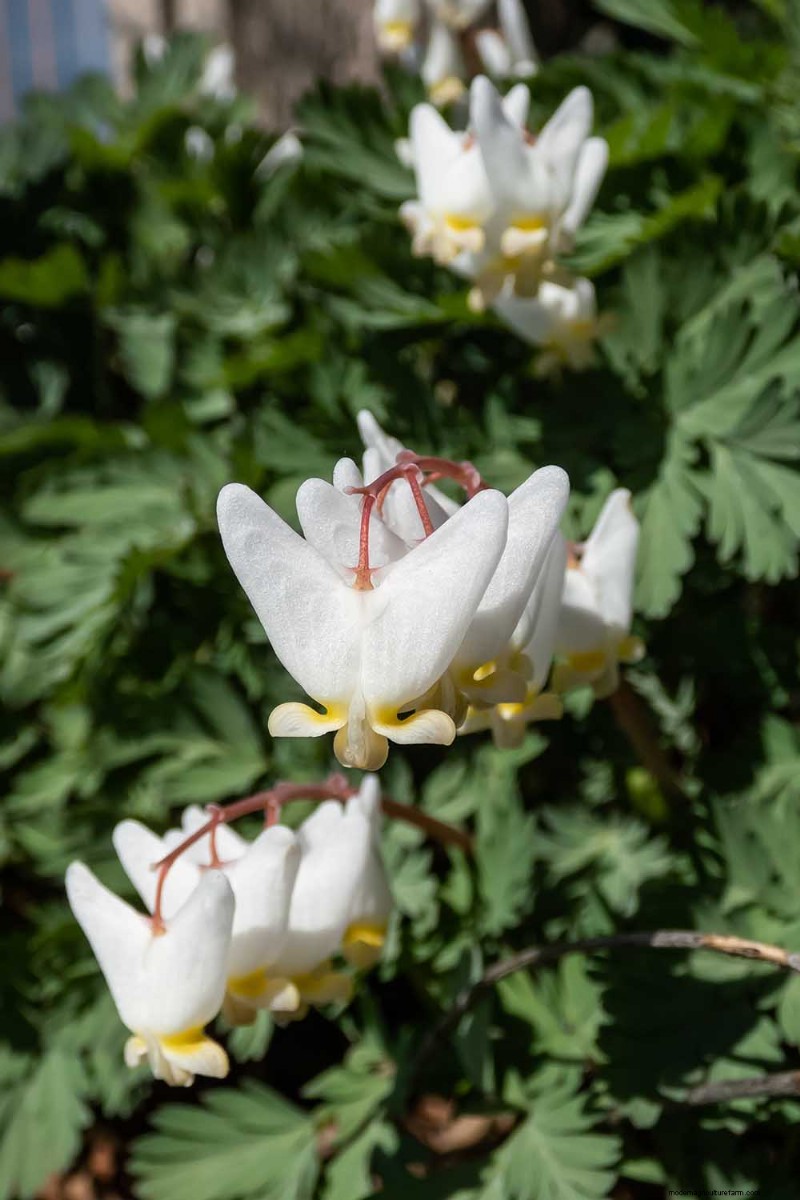 Wachsende Holländerhosen (Dicentra cucullaria):Ein Leitfaden für Anfänger 