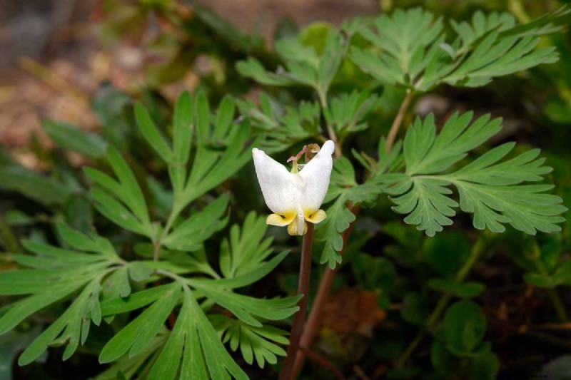Wachsende Holländerhosen (Dicentra cucullaria):Ein Leitfaden für Anfänger 