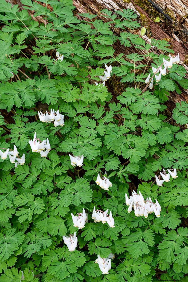 Wachsende Holländerhosen (Dicentra cucullaria):Ein Leitfaden für Anfänger 
