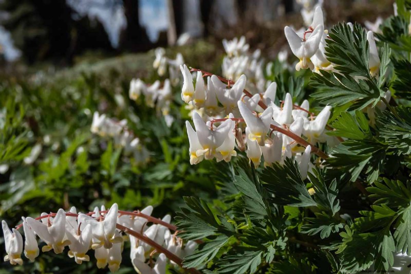 Wachsende Holländerhosen (Dicentra cucullaria):Ein Leitfaden für Anfänger 