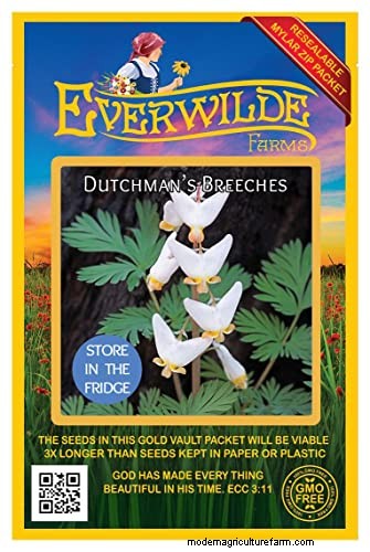 Wachsende Holländerhosen (Dicentra cucullaria):Ein Leitfaden für Anfänger 