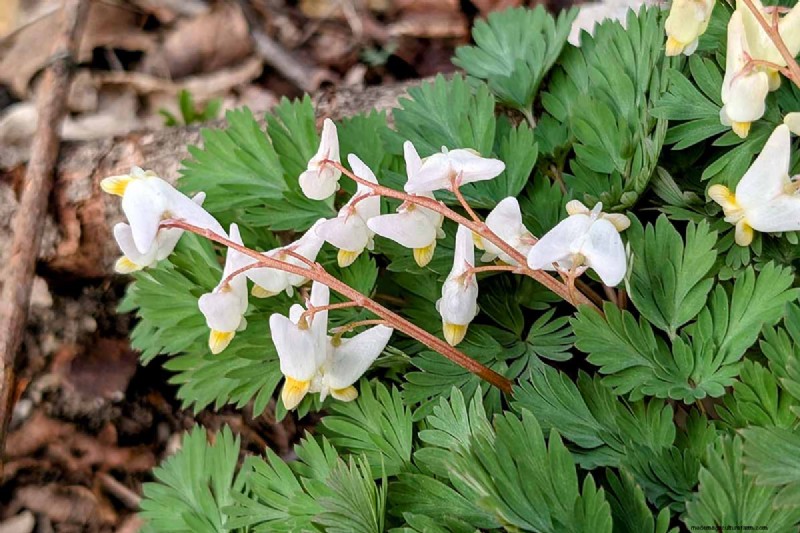 Wachsende Holländerhosen (Dicentra cucullaria):Ein Leitfaden für Anfänger 
