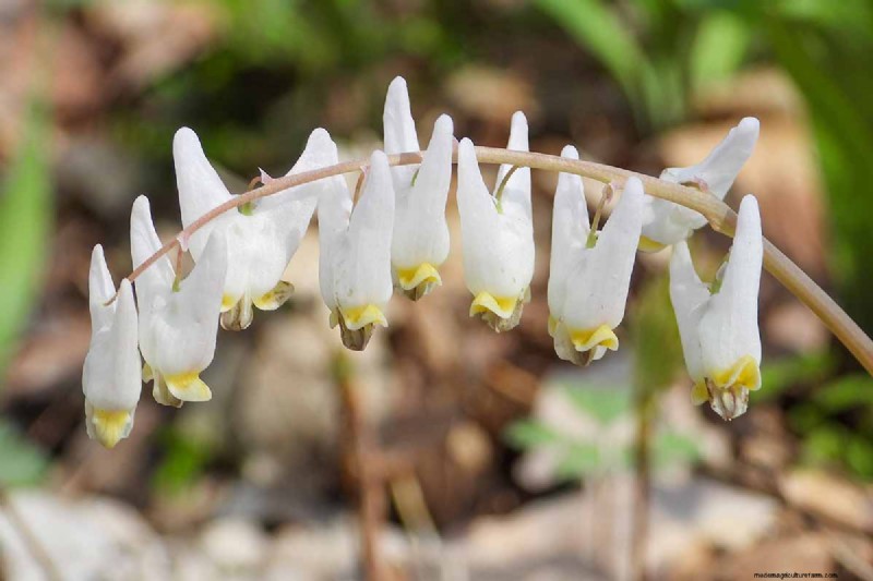 Wachsende Holländerhosen (Dicentra cucullaria):Ein Leitfaden für Anfänger 