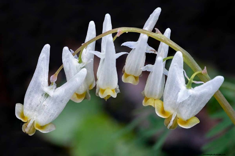 Wachsende Holländerhosen (Dicentra cucullaria):Ein Leitfaden für Anfänger 