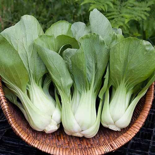 家庭で育てるのに最適な葉物野菜:包括的なガイド 