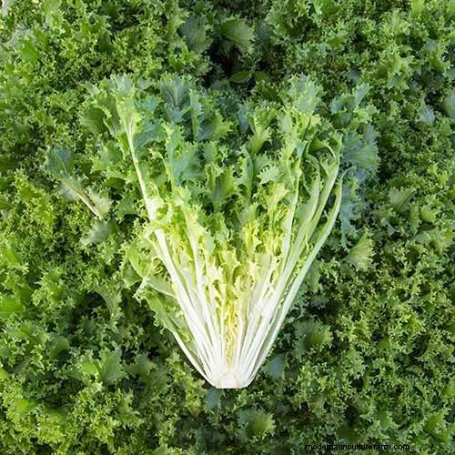 家庭で育てるのに最適な葉物野菜:包括的なガイド 