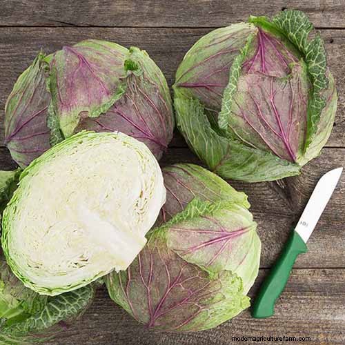 家庭で育てるのに最適な葉物野菜:包括的なガイド 