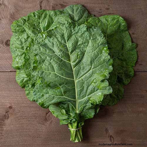 家庭で育てるのに最適な葉物野菜:包括的なガイド 