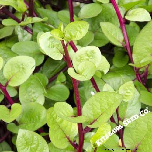 家庭で育てるのに最適な葉物野菜:包括的なガイド 