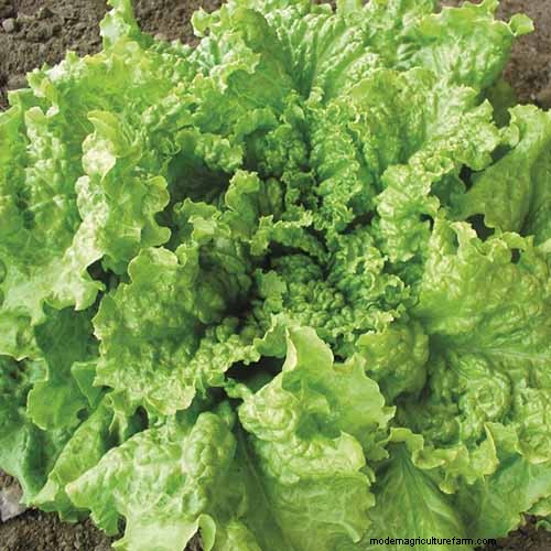 家庭で育てるのに最適な葉物野菜:包括的なガイド 
