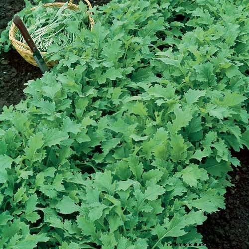 家庭で育てるのに最適な葉物野菜:包括的なガイド 