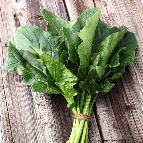 家庭で育てるのに最適な葉物野菜:包括的なガイド 