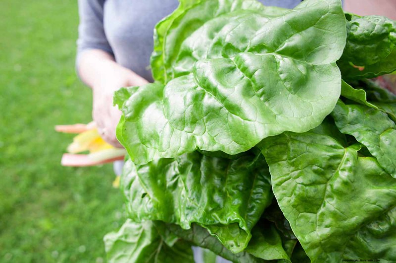 家庭で育てるのに最適な葉物野菜:包括的なガイド 