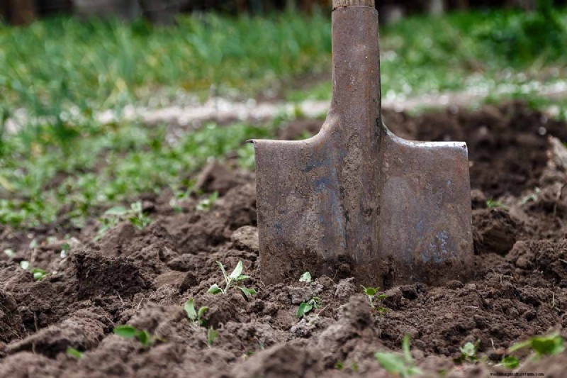 Bouw een zelfvoorzienende toekomst:uw gids voor een overlevingstuin 