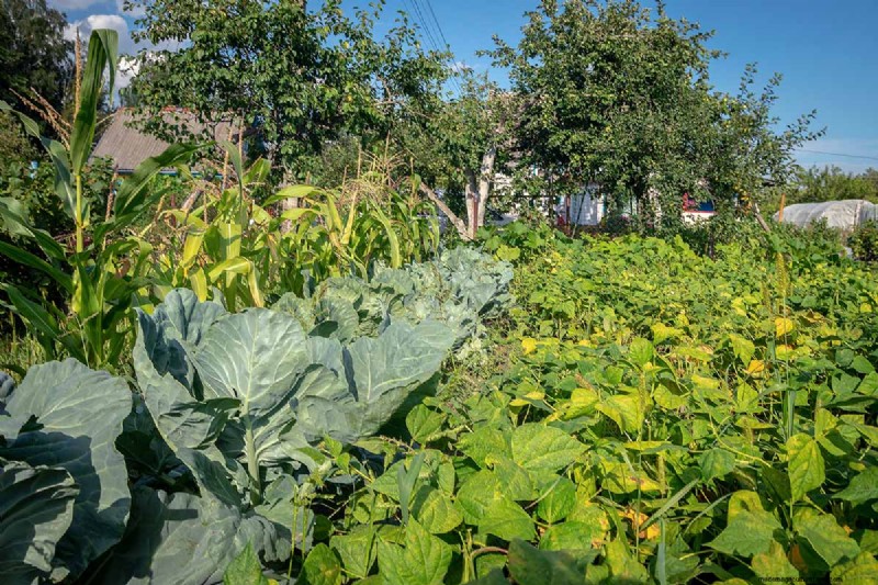 Bouw een zelfvoorzienende toekomst:uw gids voor een overlevingstuin 