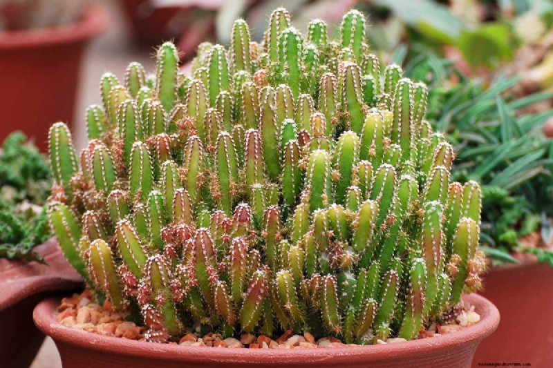 Coltiva il cactus del castello delle fate:guida alla cura, alla semina e alla coltivazione 