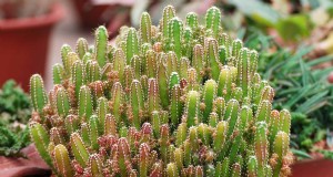 Cultivar cactus Fairy Castle:guía de cuidado, plantación y cultivo 