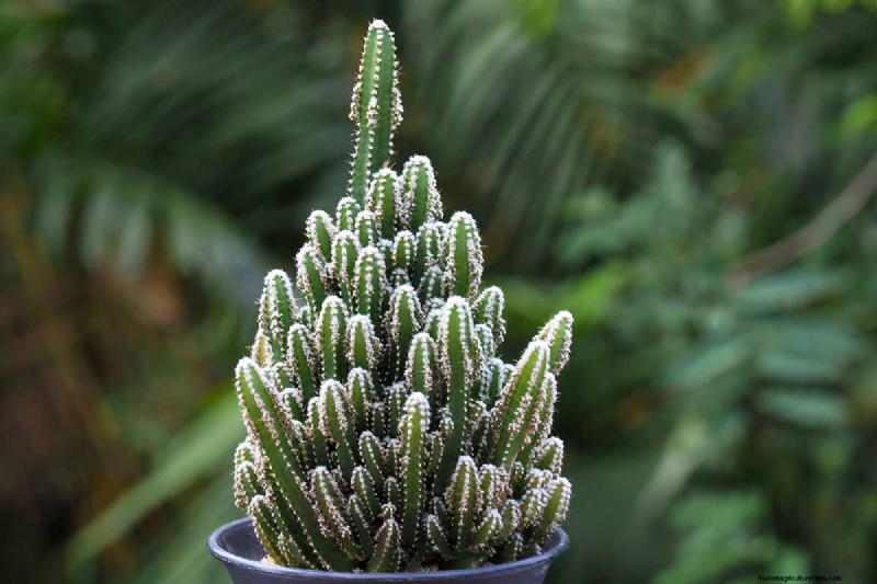 Coltiva il cactus del castello delle fate:guida alla cura, alla semina e alla coltivazione 