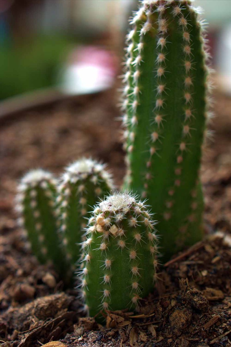 Coltiva il cactus del castello delle fate:guida alla cura, alla semina e alla coltivazione 