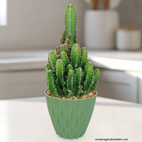 Coltiva il cactus del castello delle fate:guida alla cura, alla semina e alla coltivazione 
