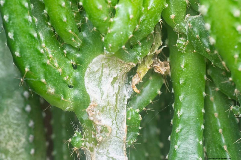 Coltiva il cactus del castello delle fate:guida alla cura, alla semina e alla coltivazione 