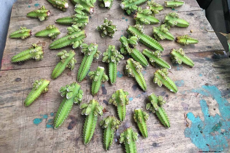 Coltiva il cactus del castello delle fate:guida alla cura, alla semina e alla coltivazione 