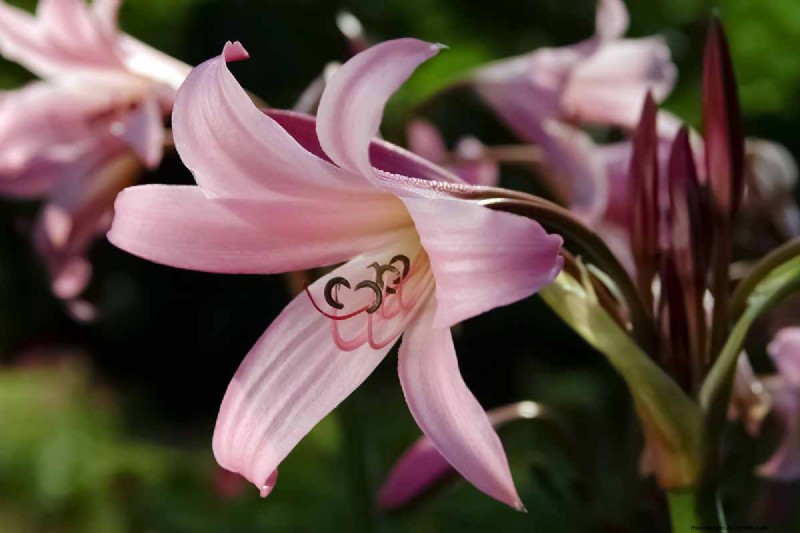 Crinum-Lilien:Wachstums- und Pflegeratgeber für atemberaubende Blüten 