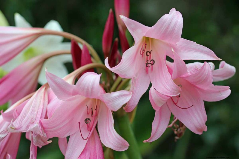 Crinum-Lilien:Wachstums- und Pflegeratgeber für atemberaubende Blüten 