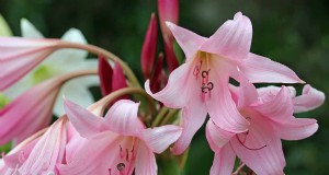 Crinum-Lilien:Wachstums- und Pflegeratgeber für atemberaubende Blüten 