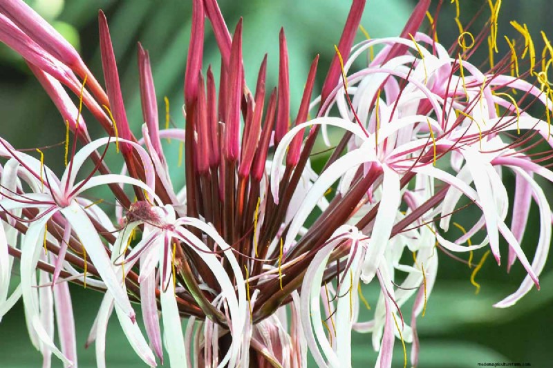 Crinum-Lilien:Wachstums- und Pflegeratgeber für atemberaubende Blüten 