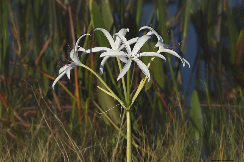Crinum-Lilien:Wachstums- und Pflegeratgeber für atemberaubende Blüten 