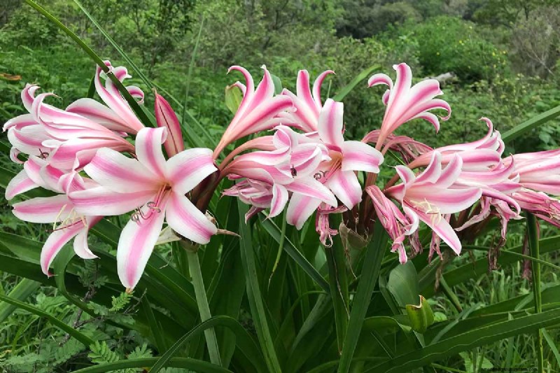 Crinum-Lilien:Wachstums- und Pflegeratgeber für atemberaubende Blüten 