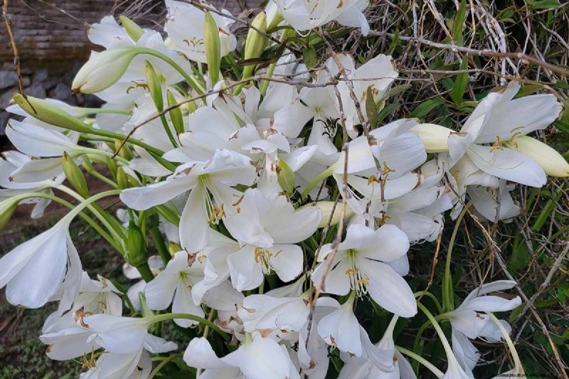 Crinum-Lilien:Wachstums- und Pflegeratgeber für atemberaubende Blüten 