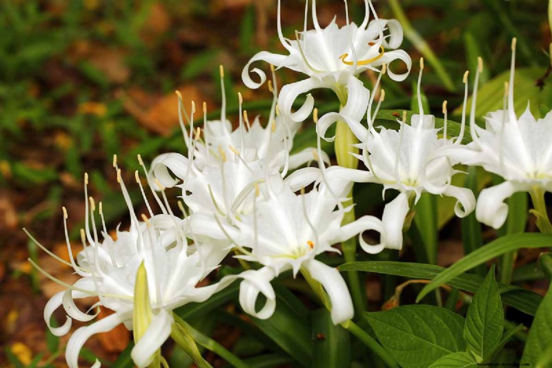 Crinum-Lilien:Wachstums- und Pflegeratgeber für atemberaubende Blüten 
