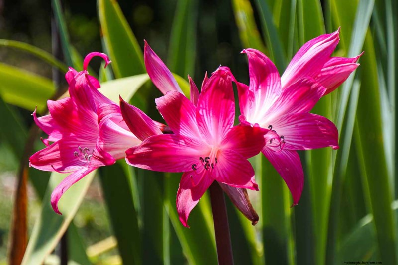 Crinum-Lilien:Wachstums- und Pflegeratgeber für atemberaubende Blüten 