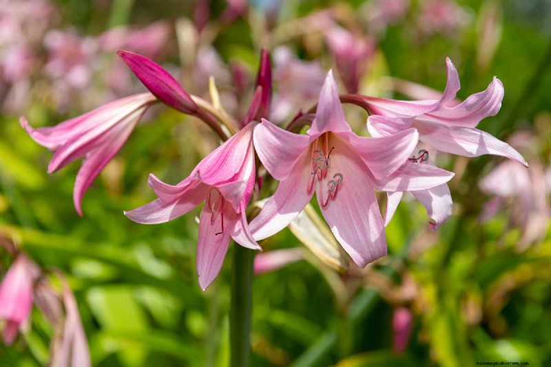 Crinum-Lilien:Wachstums- und Pflegeratgeber für atemberaubende Blüten 