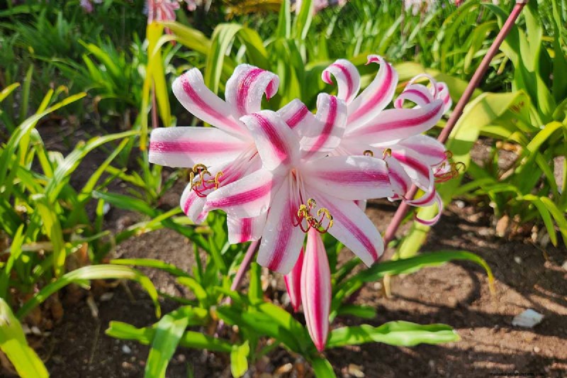Crinum-Lilien:Wachstums- und Pflegeratgeber für atemberaubende Blüten 