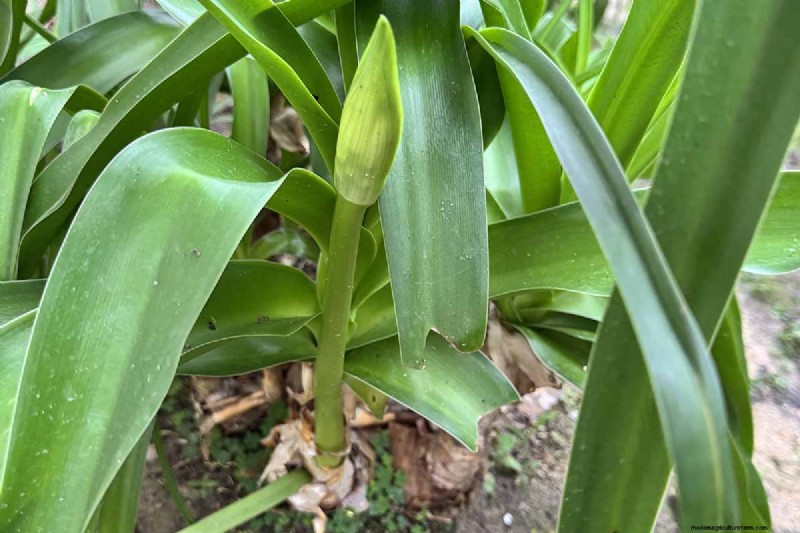 Crinum-Lilien:Wachstums- und Pflegeratgeber für atemberaubende Blüten 