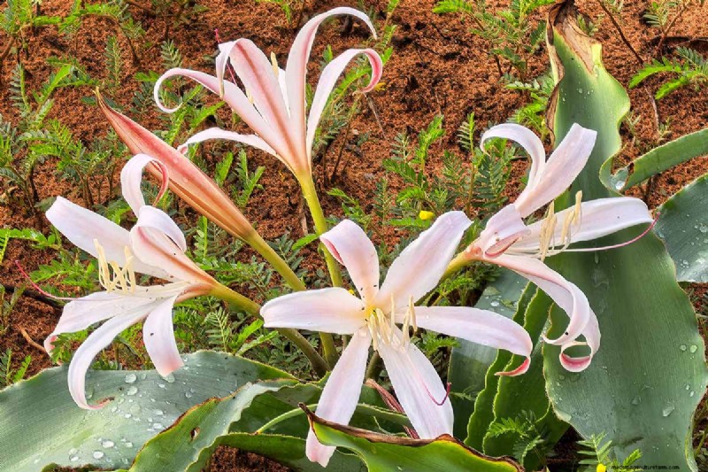 Crinum-Lilien:Wachstums- und Pflegeratgeber für atemberaubende Blüten 