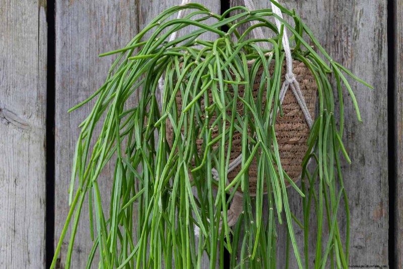 Cactus di vischio (Rhipsalis baccifera):guida alla cura e alla coltivazione 