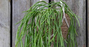 Maretak Cactus (Rhipsalis baccifera):Gids voor verzorging en kweken 