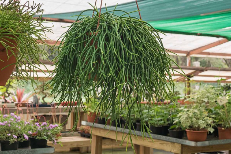 Cactus di vischio (Rhipsalis baccifera):guida alla cura e alla coltivazione 