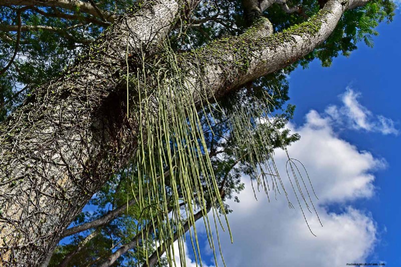 Cactus di vischio (Rhipsalis baccifera):guida alla cura e alla coltivazione 