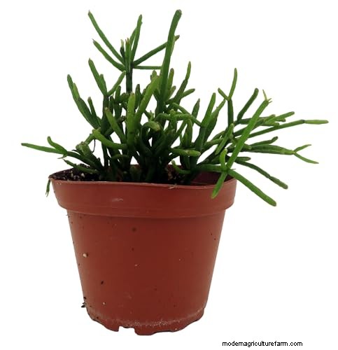Cactus di vischio (Rhipsalis baccifera):guida alla cura e alla coltivazione 