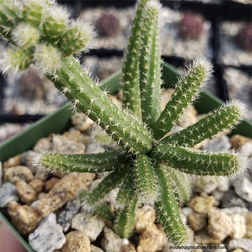 Cactus di vischio (Rhipsalis baccifera):guida alla cura e alla coltivazione 
