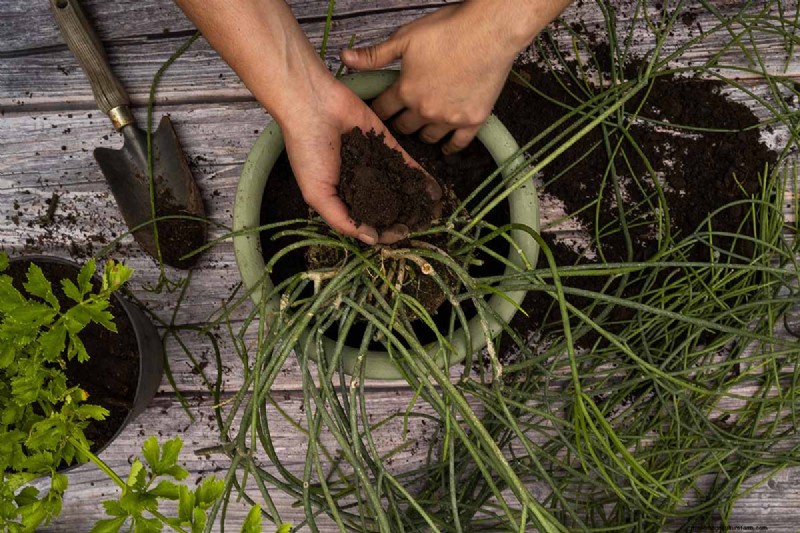 Cactus di vischio (Rhipsalis baccifera):guida alla cura e alla coltivazione 
