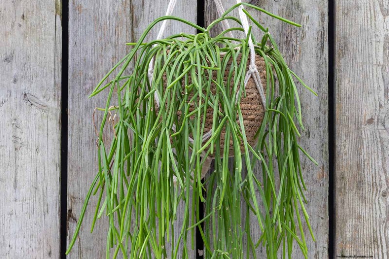 Cactus di vischio (Rhipsalis baccifera):guida alla cura e alla coltivazione 