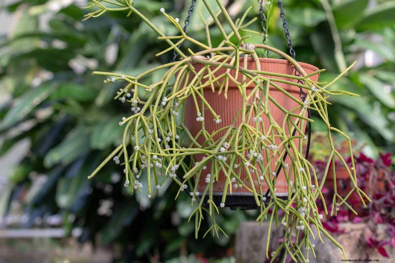 Cactus di vischio (Rhipsalis baccifera):guida alla cura e alla coltivazione 